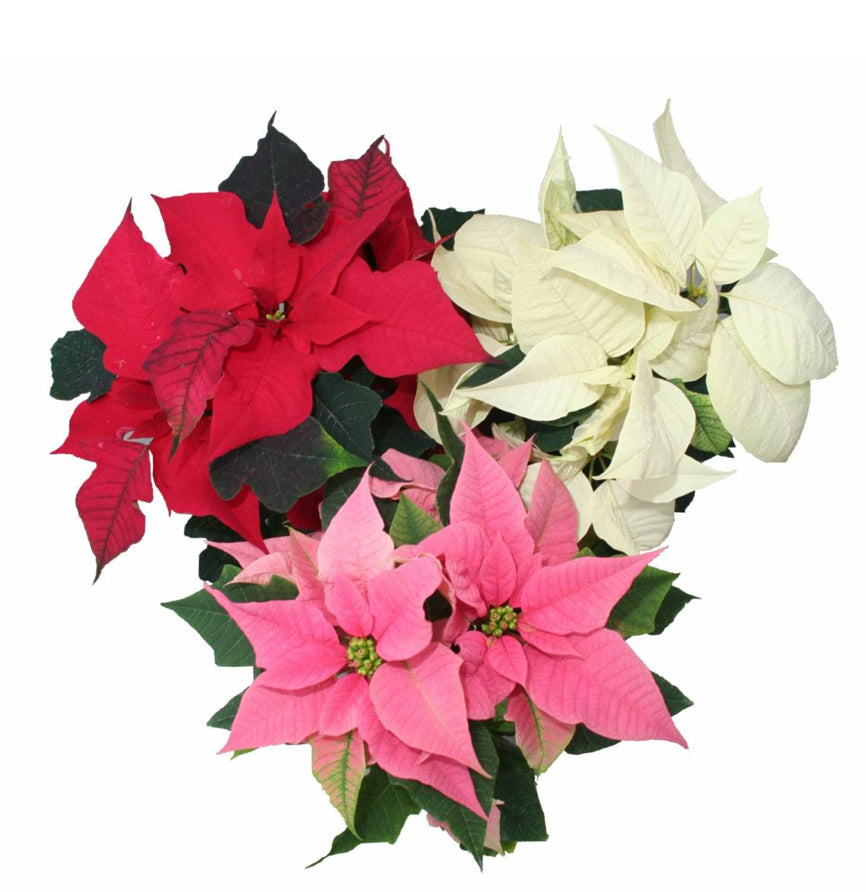 Poinsettias & Wreaths