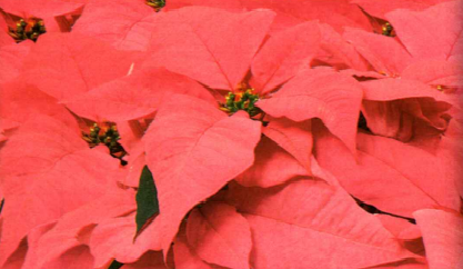 Poinsettias & Wreaths