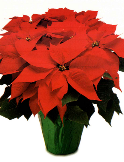 Poinsettias & Wreaths