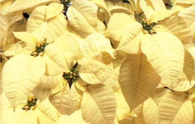 Poinsettias & Wreaths